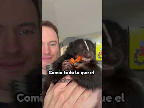 The skunk with a gift #animals #shorts