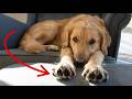 10 Signs Your Dog Is Living A Truly Happy Life