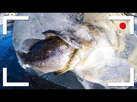 5 MYSTERIOUS THINGS FOUND FROZEN IN ICE Video