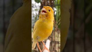 Download lagu Kenari gacor emosi #kenari #kenarigacor #canary #canarias #canario #birds #shorts #shorts mp3