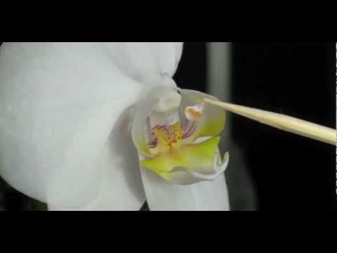 How to Pollinate Orchids - Phalaenopsis Orchid