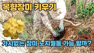 【목향장미 키우기】 노란 가시없는 넝쿨장미 너무 예쁨주의 
