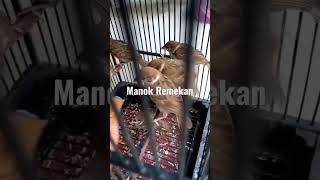 Download lagu CALON MASTERAN HANDAL,MELOLOH BURUNG GEREJA ANAKAN mp3