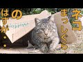 野良猫に茹でた豚肉を進呈したのだが