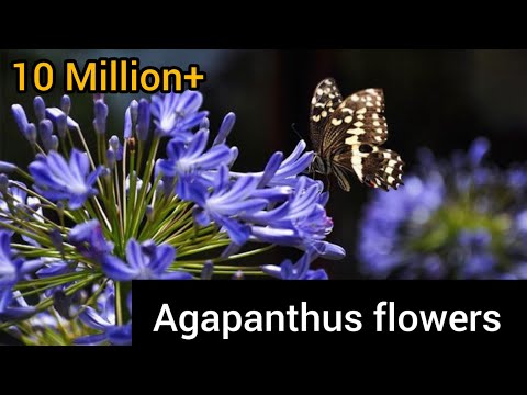 , title : 'How Do I make My agapanthus flowers |Agapanthus Growing flowers|Flowers can dance |Amazing Nature'
