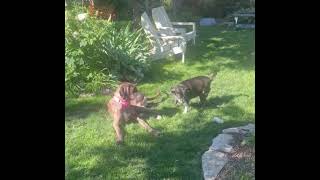 Video preview image #1 Great Dane Puppy For Sale in Wheaton, IL, USA