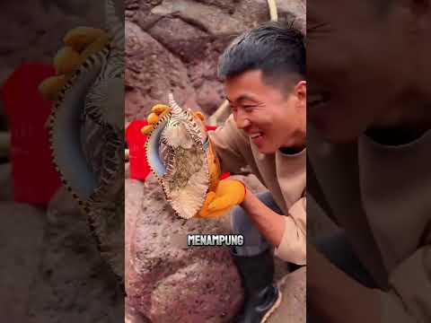 ide yang cemerlang, ikan babon jadi umpan, hasil yang di dapat memuaskan#shorts#hewanlaut#babon