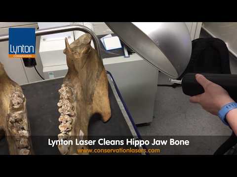 Lynton Laser Cleans Hippo Jaw Bone
