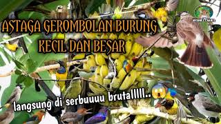 Download lagu Suara pikat burung kecil dan besar 2025 terbaru Langsung tes lokasi bikin  melongo 😱 mp3