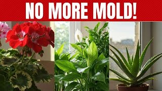 4 PLANTS  that HELP FIGHT MOLD in the HOME