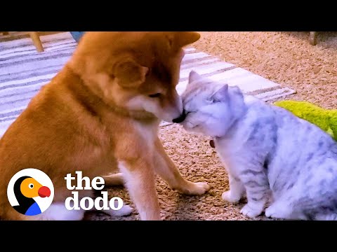 Dog Didn't Like Cuddling Until A Kitten Came Into His Life | The Dodo