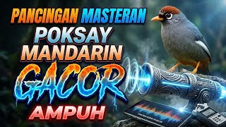 Download lagu Ikan Mandarin Jantan Poksay yang Berisik Saat Memancing: Burung Itu Menyerang dengan Keras dan Berisik! mp3