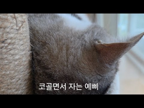코골면서 자는 맹수