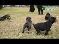 Cane Corso dogs for sale: Tucker - Video 1