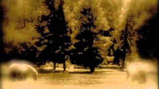 DREAM COME TRUE by Shana Falana