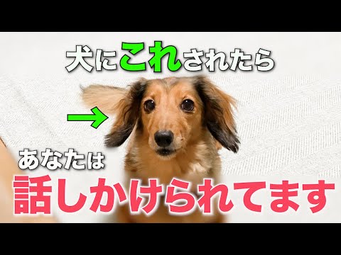 犬は人間をどう見ているか