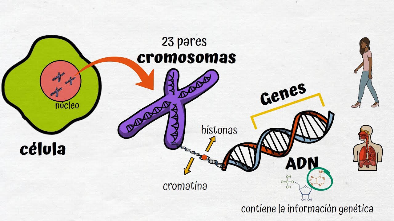 ¿qué Es El Adn Y Los Cromosomas – Lib Ask