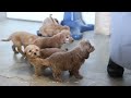 Mini Goldendoodle dogs for sale: Melvin - Video 1