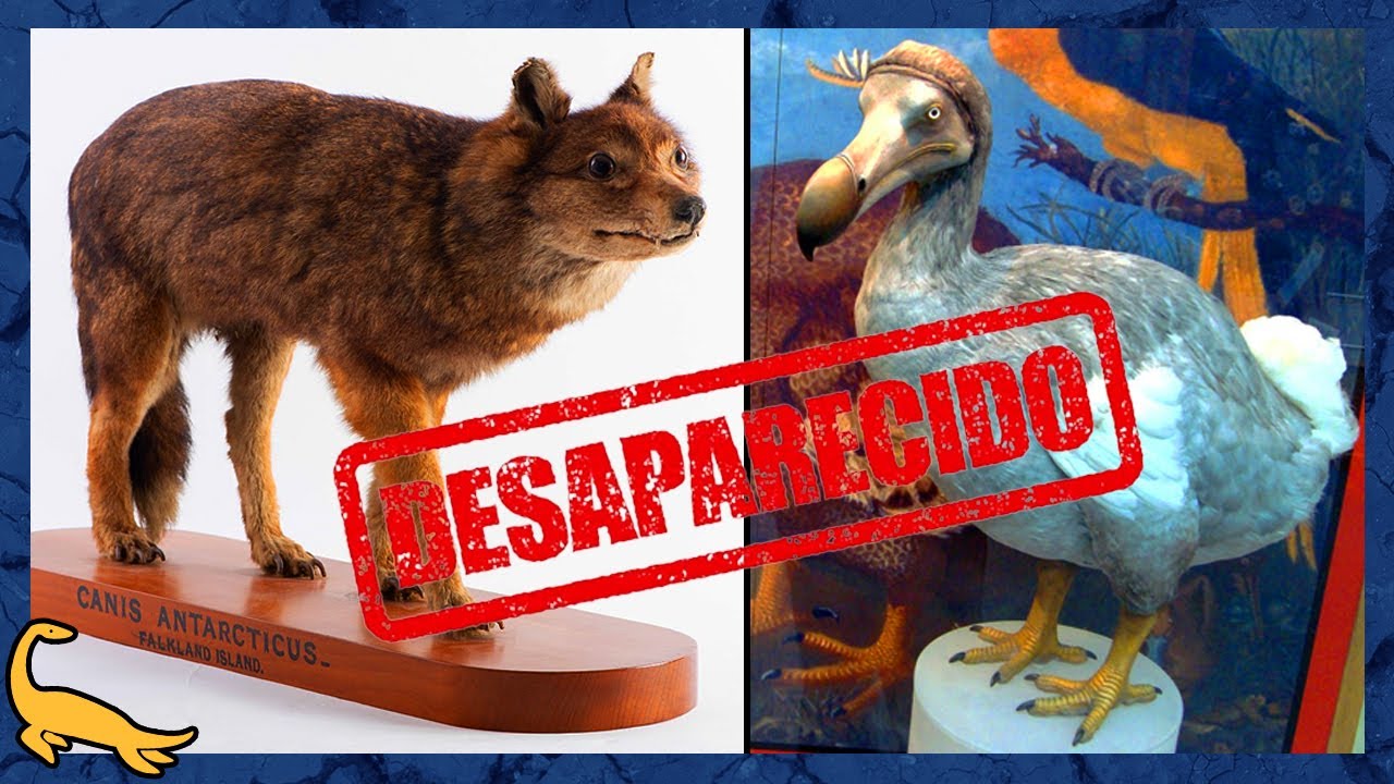 10 ANIMAIS EXTINTOS nos ÚLTIMOS 400 ANOS