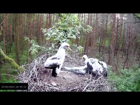 Bociany Czarne Online / Black Stork Online, RDLP w Łodzi, June 22, 2022 (slo-mo)