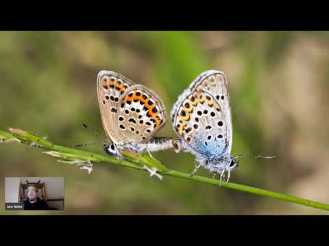 Jens Weller - Butterflies and C++ - Meeting C++ 2021 lightning talks