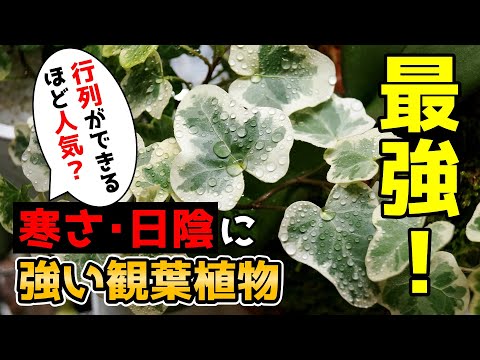 斑点のあるアイビー 植物