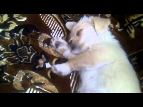 Cel mai somnoros catel, care se gadila.. by Kmikze