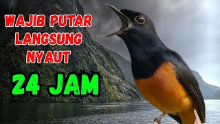 Download lagu PANCINGAN MURAI BATU GACOR SANGAT AMPUH BUAT PANCINGAN BURUNG MURAI AGAR BUNYI GACOR EMOSI mp3 Download lagu PANCINGAN MURAI BATU GACOR SANGAT AMPUH BUAT PANCINGAN BURUNG MURAI AGAR BUNYI GACOR EMOSI mp3