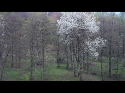 @ionbogdanstefanescu  Arvo Part - Spiegel im Spiegel