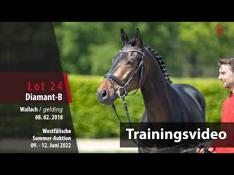 Sommer-Auktion Training Lot 24 Diamant-B Wallach v. Don-Piro B - Prestige xx