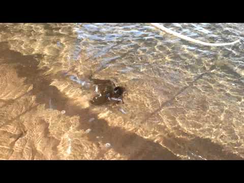Crab at the Brela Podrače beach