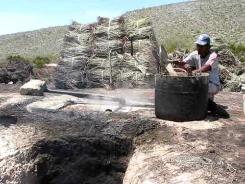 Candililla Process - Raw Video pt.1