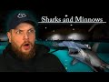 Trapped In A Pool With A Shark Sharks And Minnows