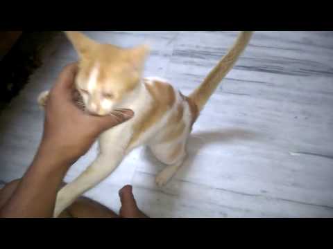 Why this kitten seeking so Much attention!! Does it want Food or Just my Hand | My Kitten