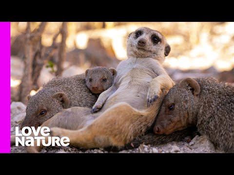 Meet the Most Amazing BABYSITTER of the Animal Kingdom