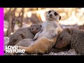 Super Auntie Meerkat Babysits Cute Mongoose Babies! | Oddest Animal Friendship | Love Nature