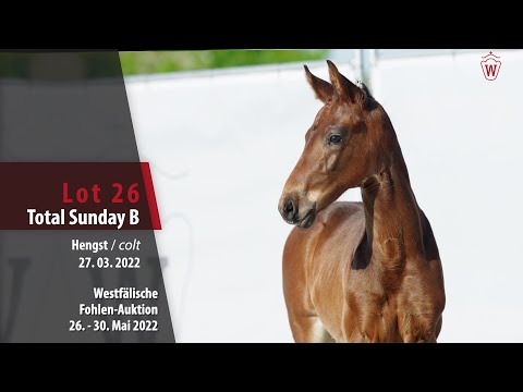 Fohlen-Auktion 26. - 30. Mai Lot 26 Total Sunday B Hengst v. Total Diamond PS - Vivaldi
