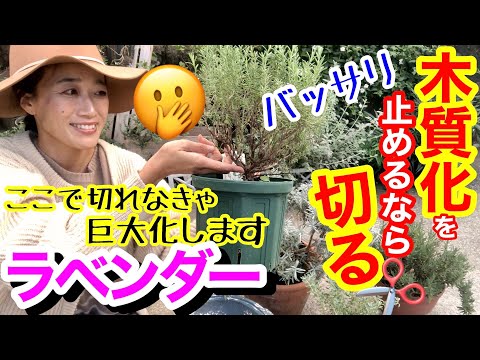 ラベンダー「ムンステッド」 植物
