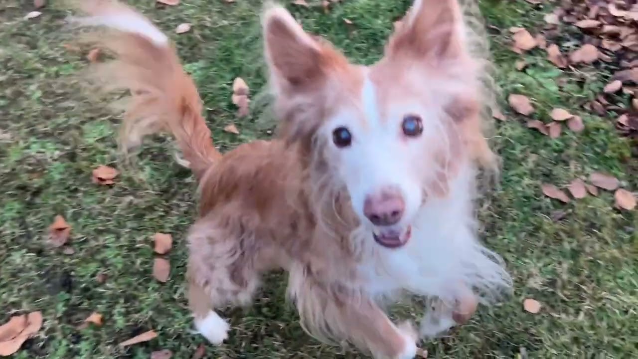 Jagdspiele für alte Hunde