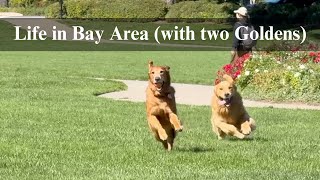 Bay Area Vlog | Life with 2 Golden Retrievers, Friends, Food & Park Mayhem