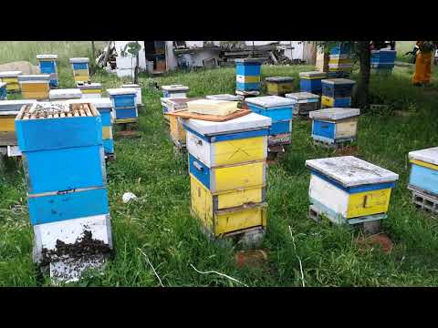 Sakupljanje pcelinji otrov (apitixin) u okolini Strumica, Makedonija