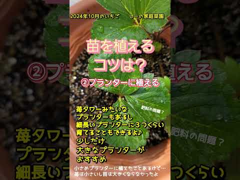 庭で育てるのに最適なイチゴの品種は何ですか?  庭園