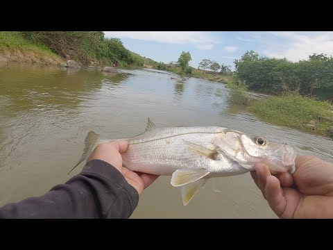 Uma pescaria no Rio do Armazém Santa Catarina Com ótimo resultado