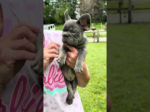 Video 1