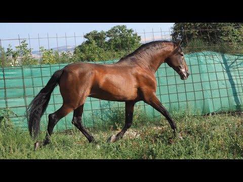 HIGH SCHOOL PRE HORSE FOR SALE