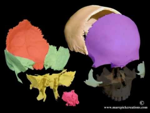 Cranial motion colored bones 21 sec movie