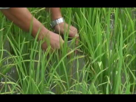 Alternate wetting and drying (AWD)--using less water to grow rice