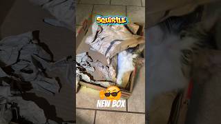 Lil Bro Got A New Box 🙂 #squirtle #kitten