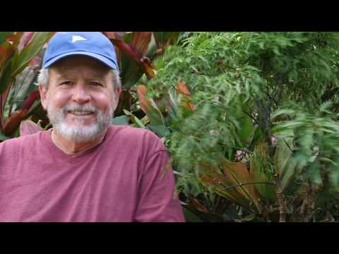 image-How long does it take for Ming Aralia to grow?
