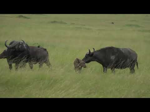 Buffalo trying to save her baby from Hyena